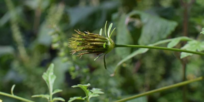 Cannabis bei Allergien