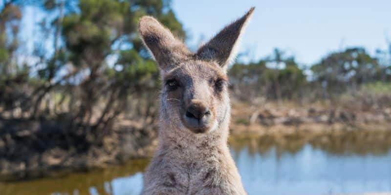 Cannabisimport aus Australien