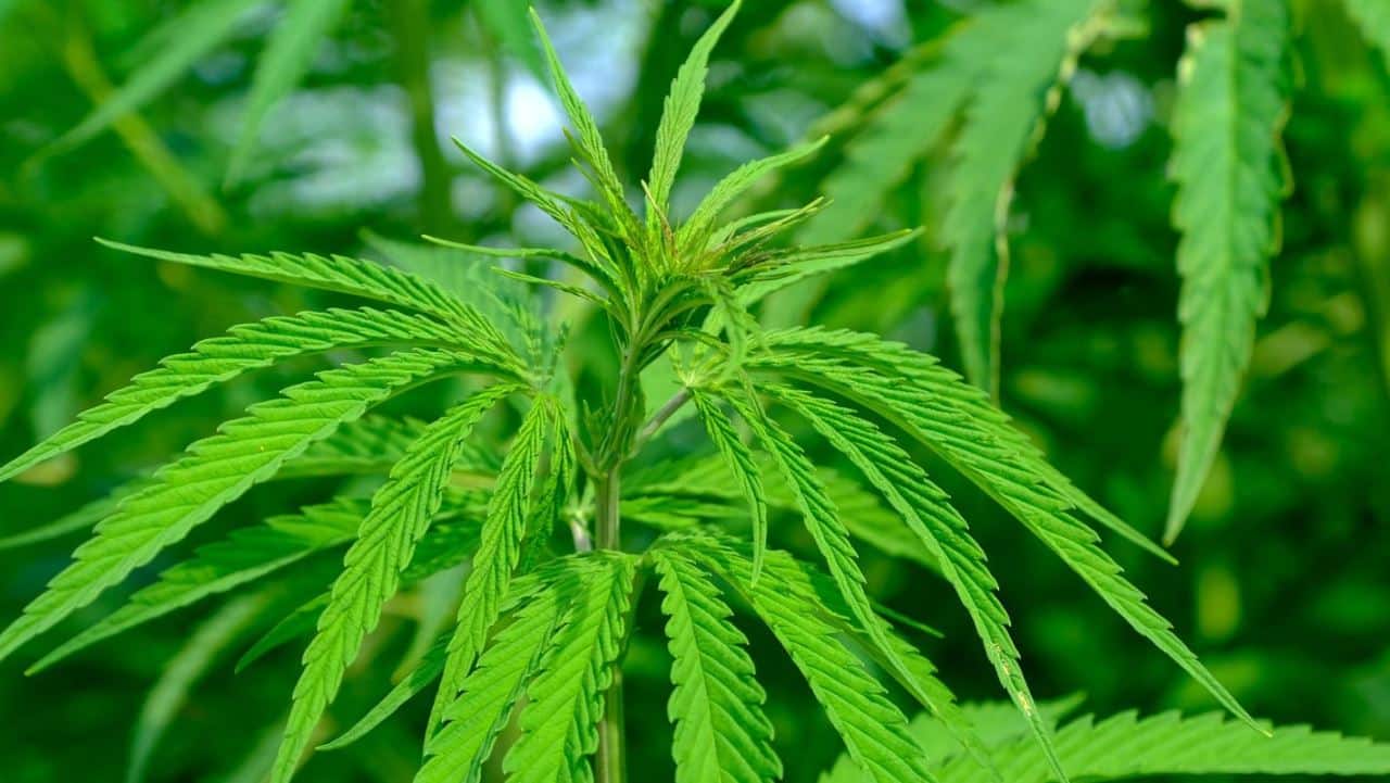 Cannabis Ernte trocknen