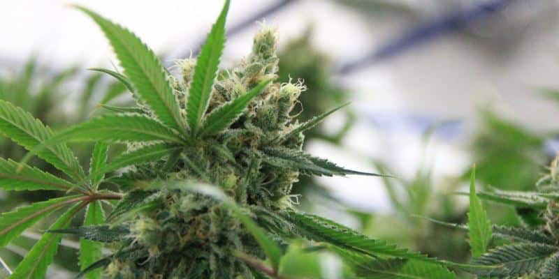 Gibraltar legalisiert Cannabismedizin
