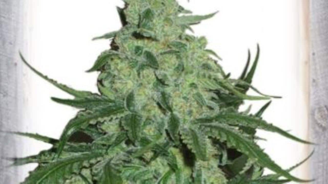 Super Skunk Auto