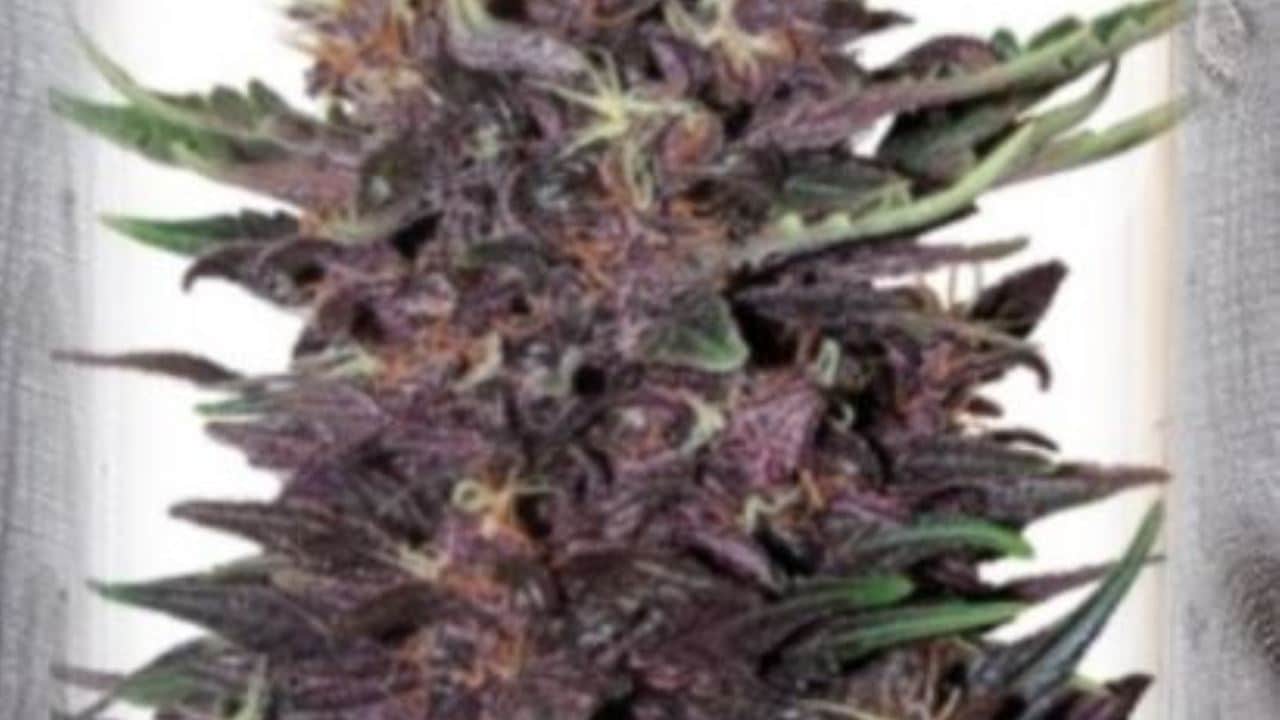 Violet Kush Auto feminisiert Hanfsamen