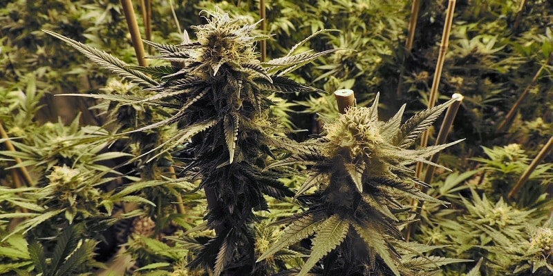 Cannabis Indoor Growing