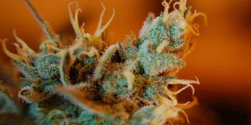 Cannabis Trichome