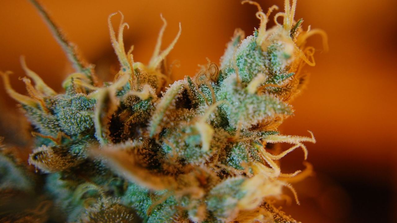 Cannabis Trichome