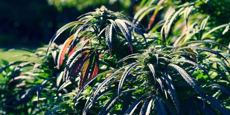 Cannabis eine Europäische Kulturpflanze