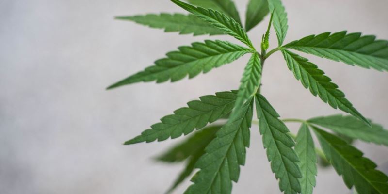 Cannabis legal und Jugendschutz