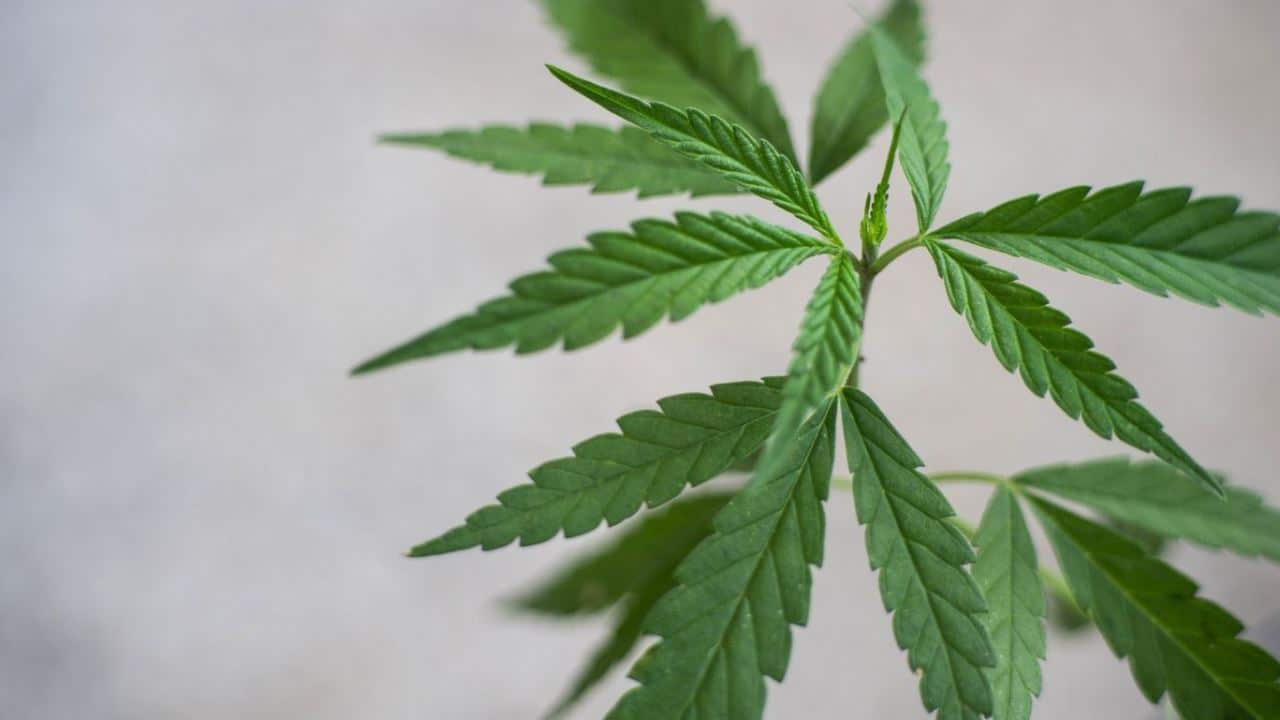 Cannabis legal und Jugendschutz