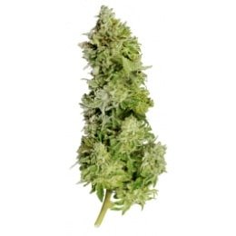 Sherbet feminisiert Hanfsamen