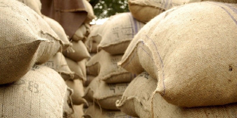 Cannabis Überproduktion Kanada