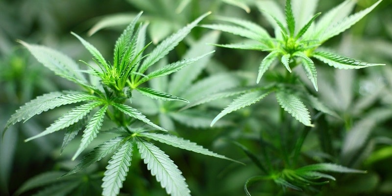 Cannabis klimaneutral anbauen