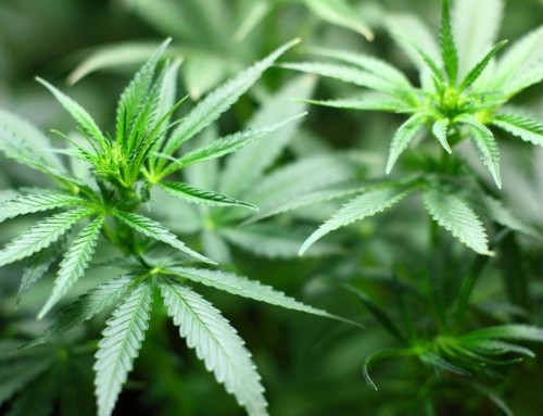 CO2 und Co: Lässt sich Cannabis klimaneutral anbauen?