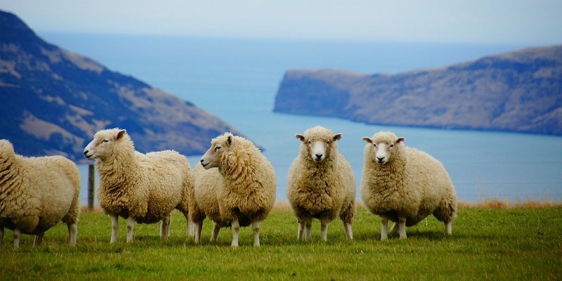 Neuseeland Cannabis Legalisierung