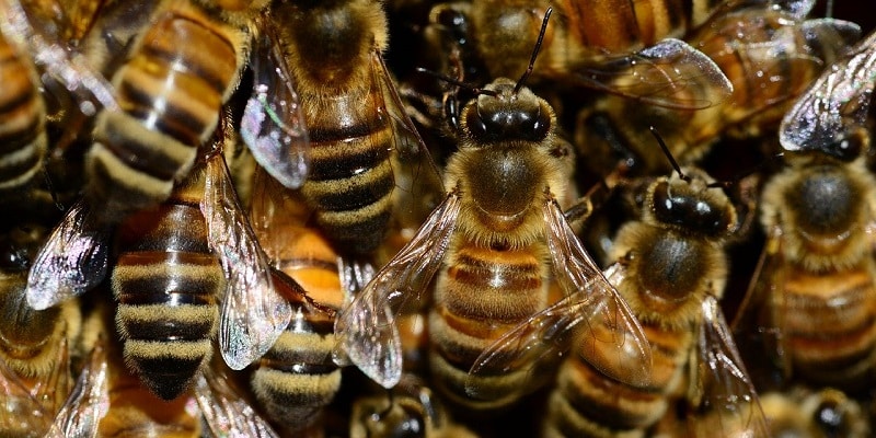 Nutzhanf Bienensterben