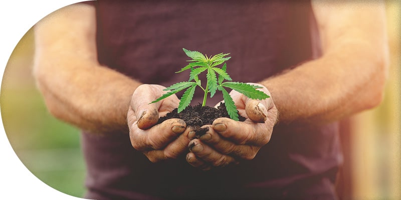 Cannabis Anbau Alle Infos Fur Den Grow Thc Guide