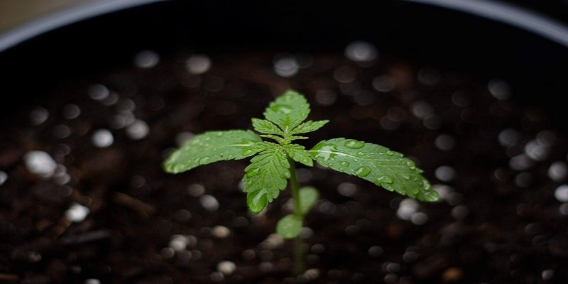 Cannabis Klone anbauen