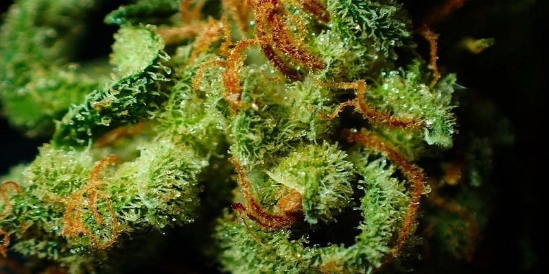 Cannabis Legalisierung