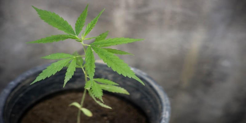 Cannabis anbauen Fehler