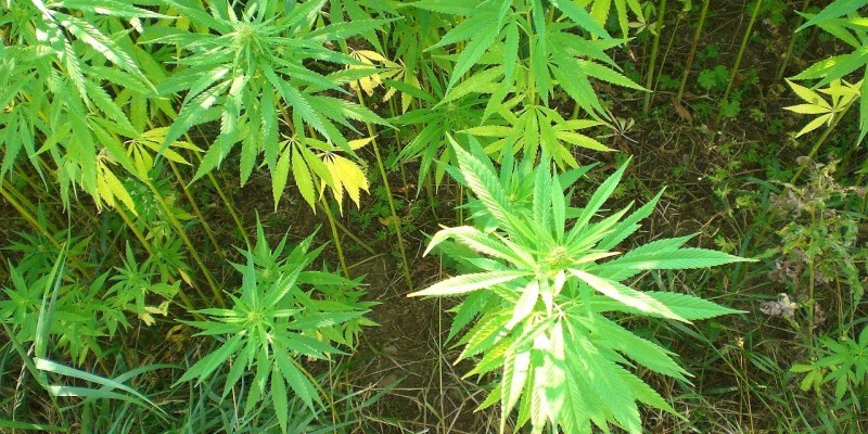 Cannabis anbauen kleine Pflanzen