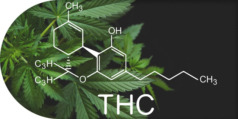 THC Nachweisbarkeit – Cannabis in Haaren, Urin, Blut