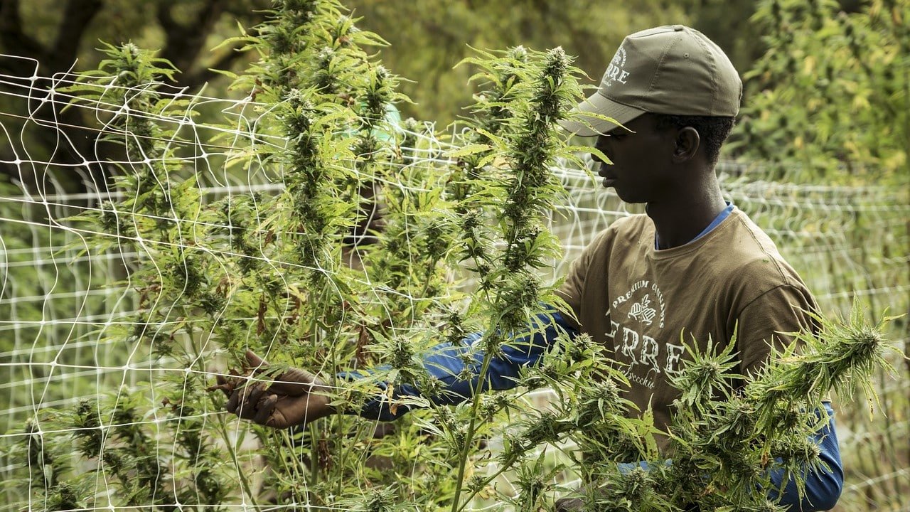 Arbeitspl&auml;tze Cannabis