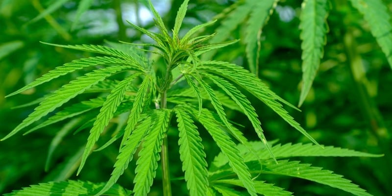 Cannabis Landrassen Krebsbehandlung
