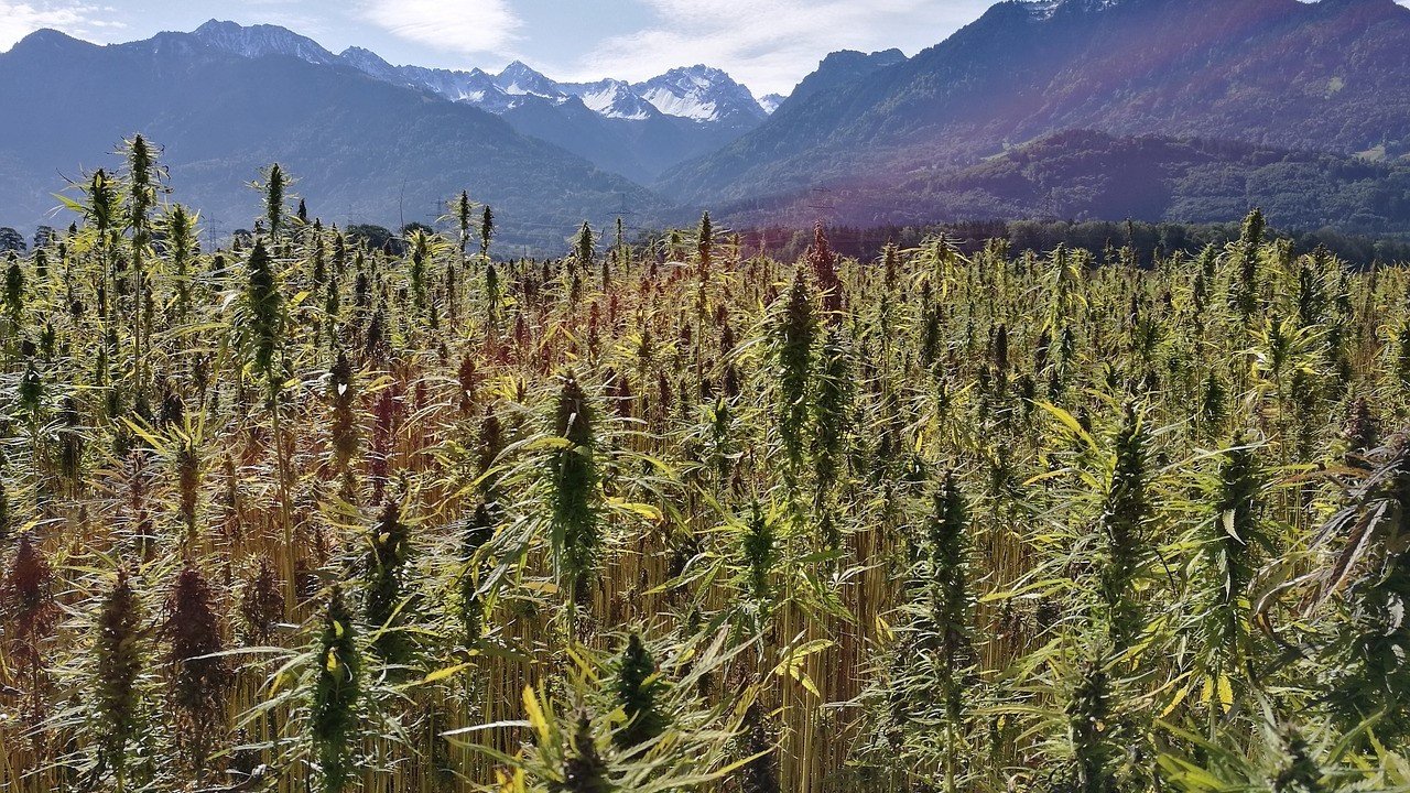 Weibliche m&auml;nnliche Hanfpflanzen