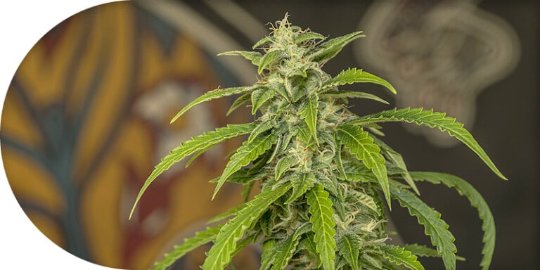 Autoflowering Seeds - der Cannabis Anbau leicht gemacht!