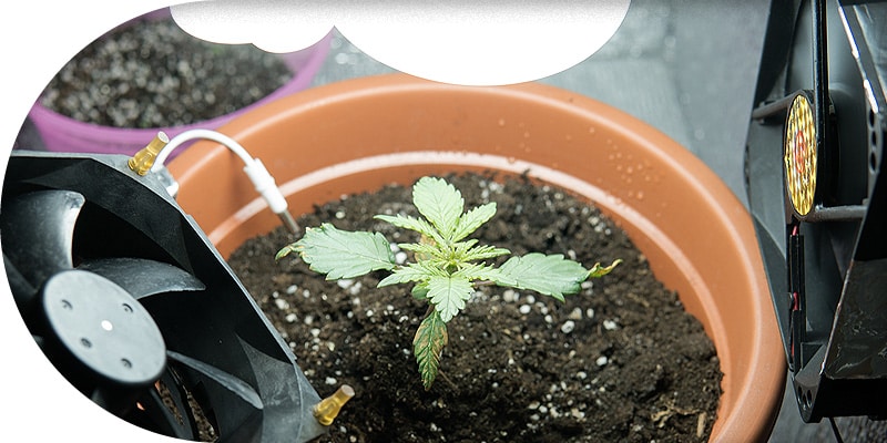 Cannabis Zubehör
