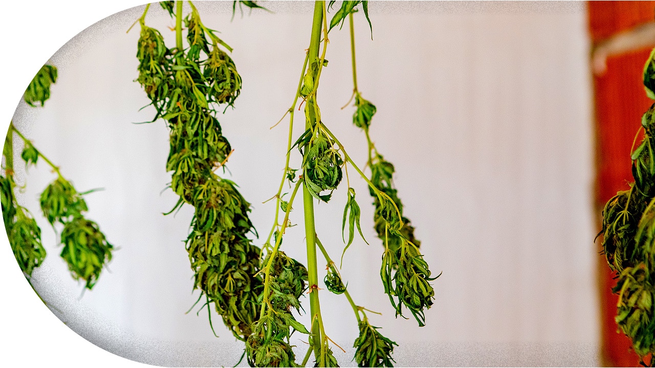 Cannabis trocknen & kurieren Infos, Tipps & Tricks THC.guide