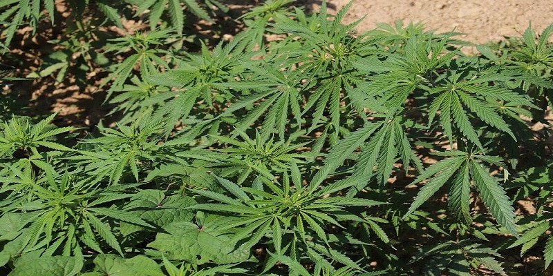 Corona-Krise Cannabis anbauen
