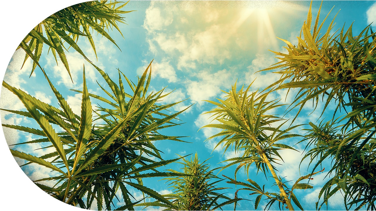 Cannabis Outdoor Growing Erfolgreich Hanf anbauen im Freien