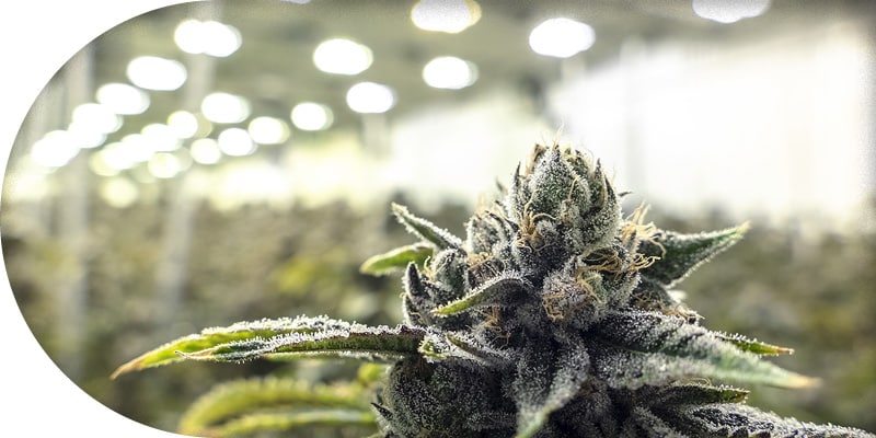 Indoor Growing Cannabis