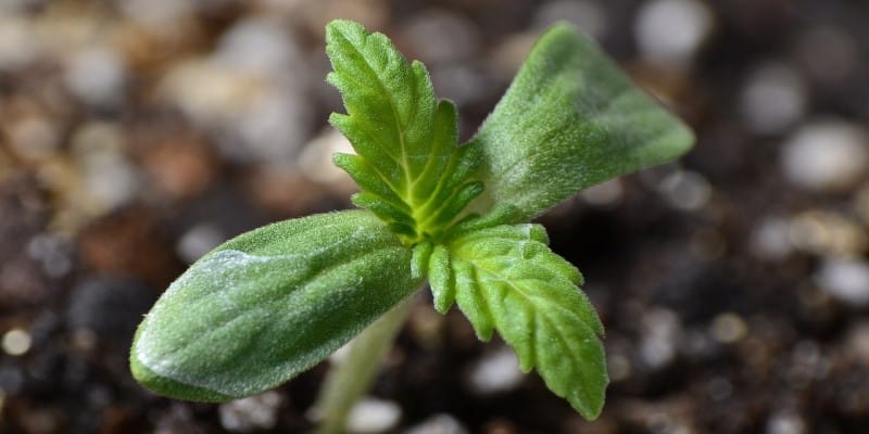 Cannabis Pollen Lagerung