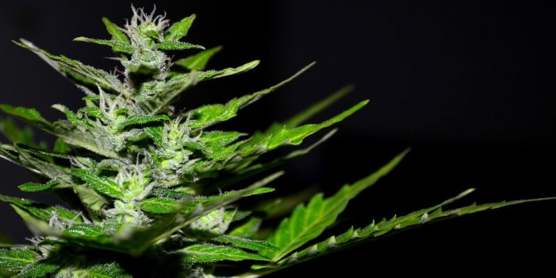 Outdoor Cannabis anbauen