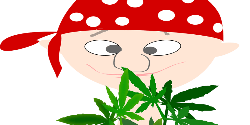 Cannabis Razzien Hanfbauern