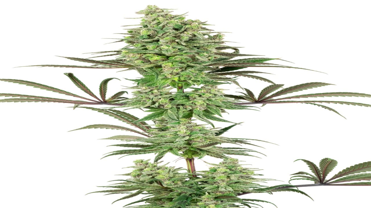 Banana Kush