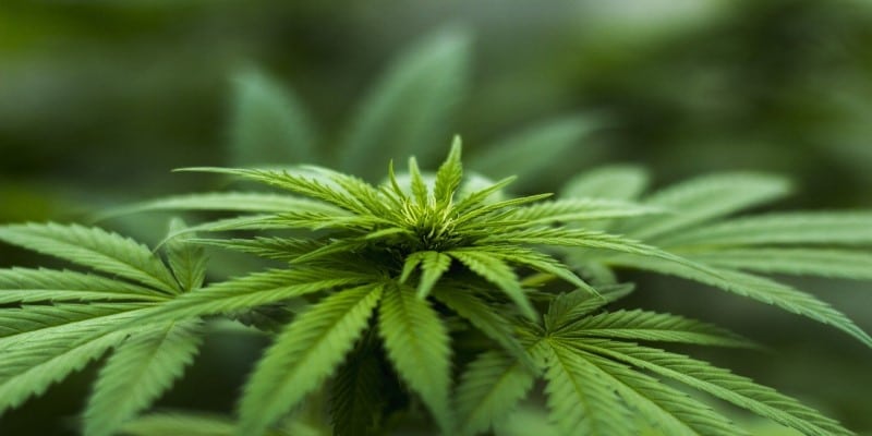 Cannabis Jugendschutz Bundesdrogenbeauftragte