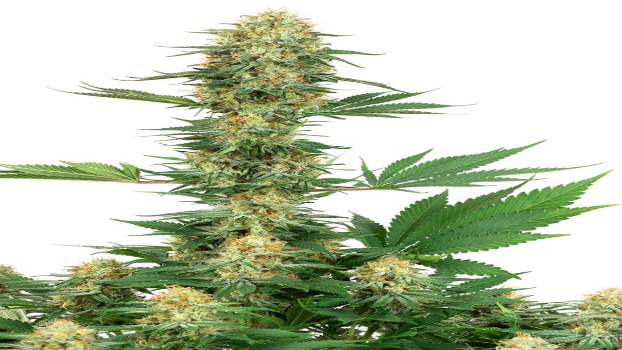 Gelato 420 feminisierte Hanfsamen