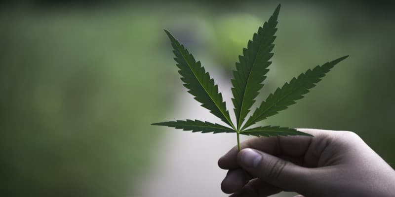 Cannabis Zweige Stiele