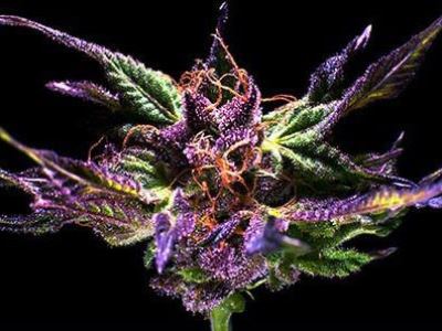 Granddaddy Purple Seeds