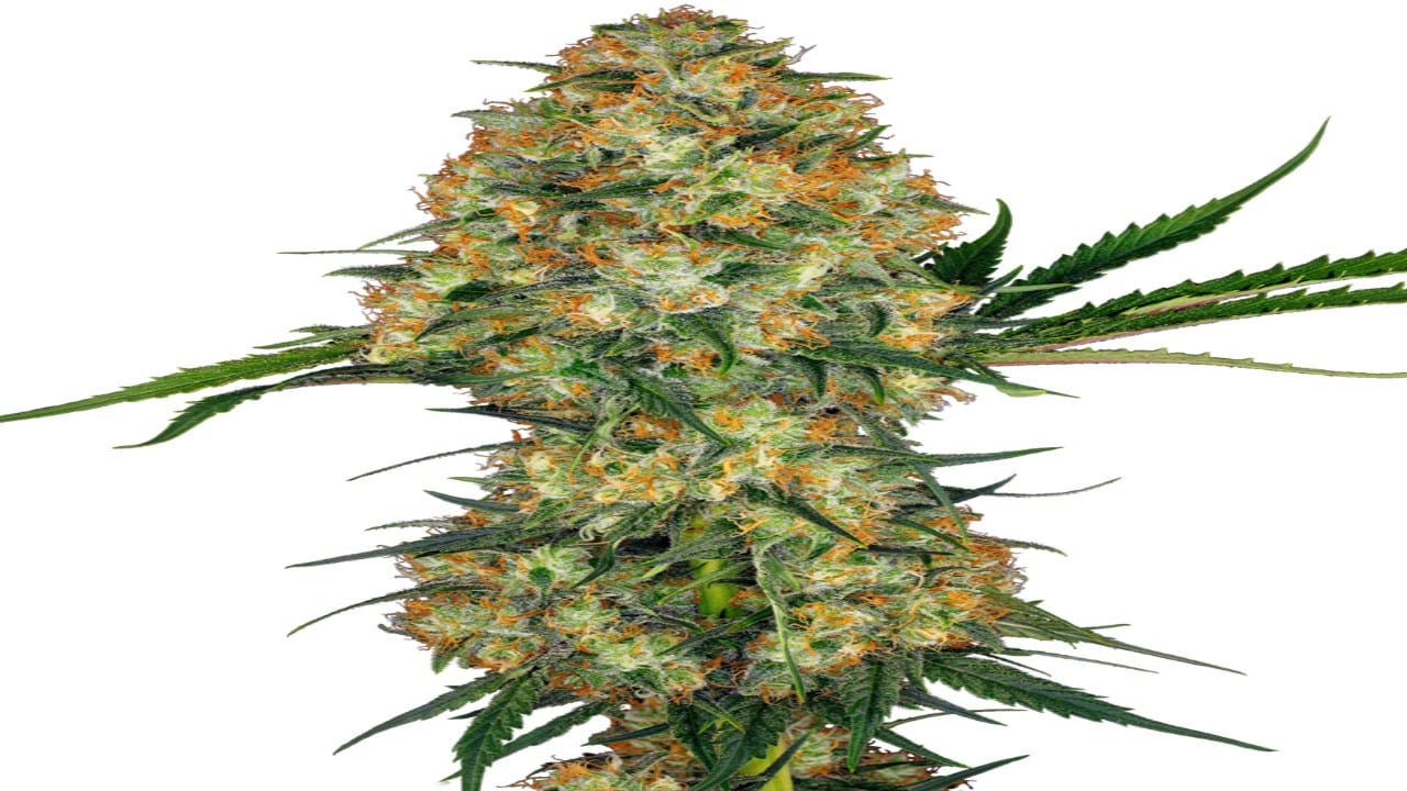 Hindu Kush