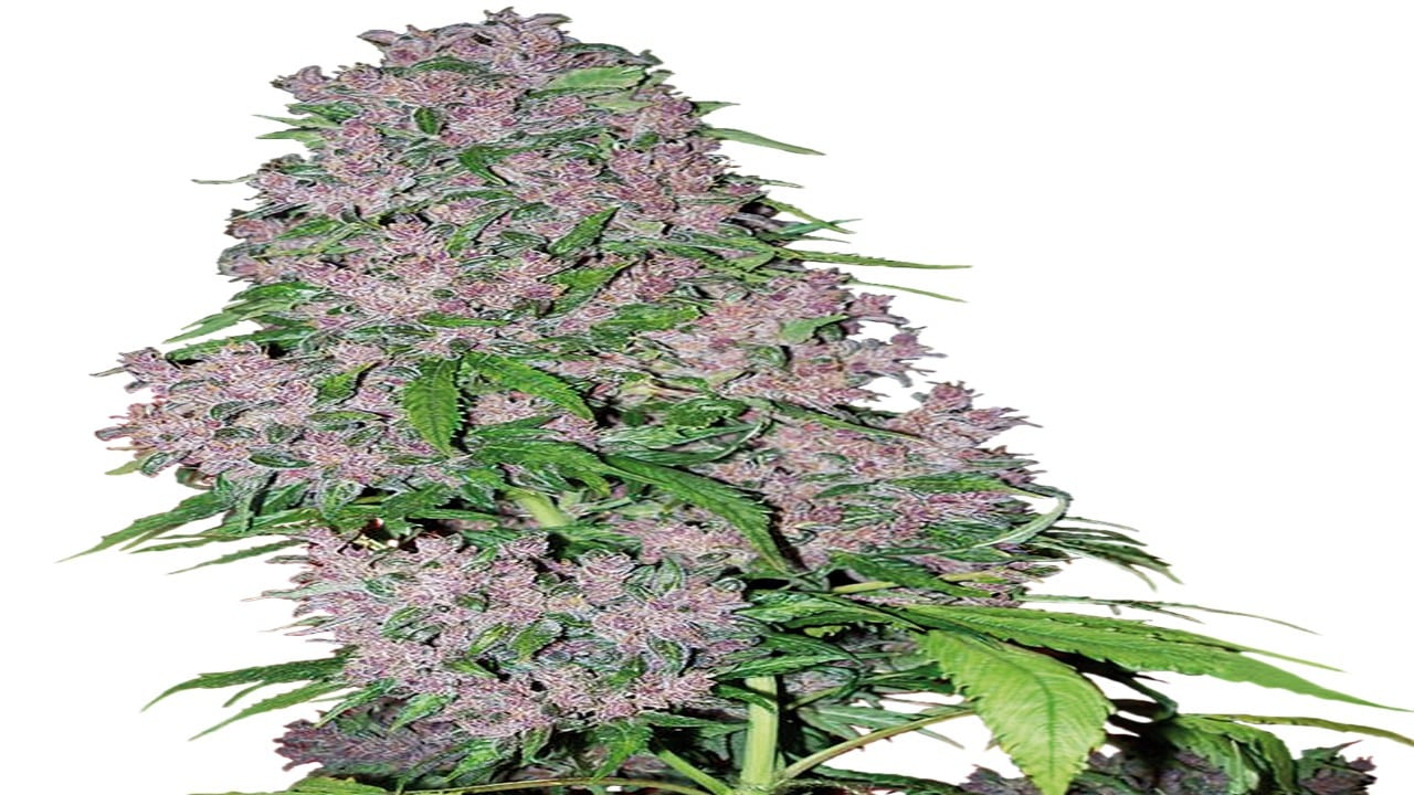 Purple Bud Feminisierte Hanfsamen