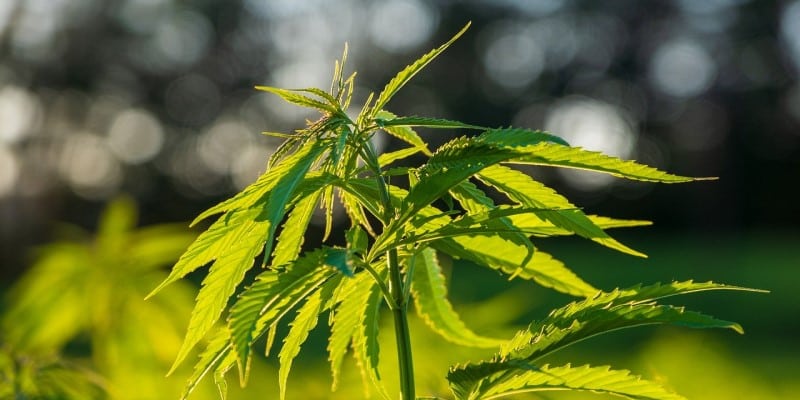 Cannabis anbauen Licht reduzieren