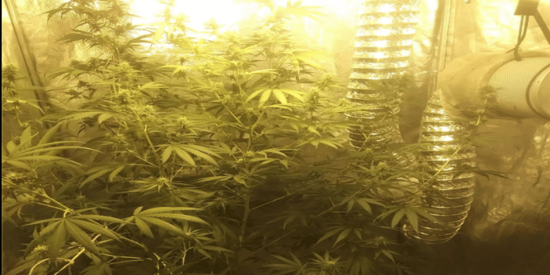 Indoor Cannabis Umweltbilanz 