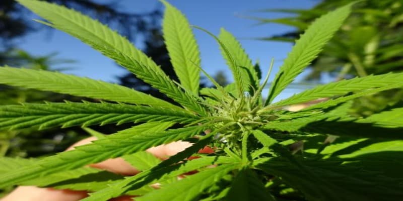 Belushi Cannabis anbauen