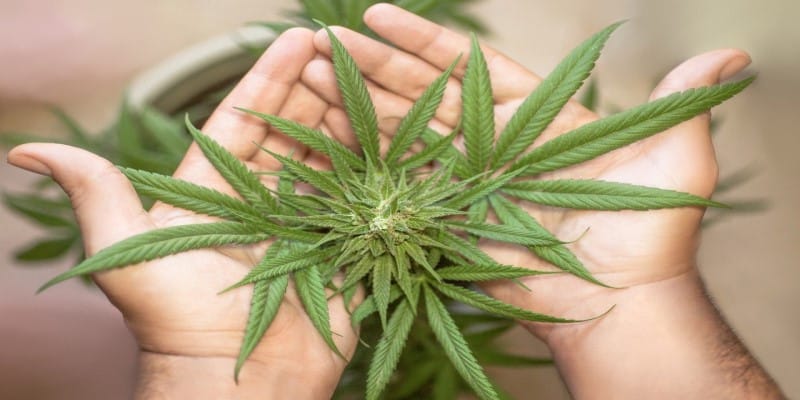 Cannabis Medizin 2020