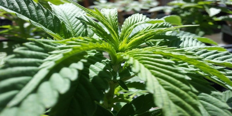 Melasse Cannabis anbauen