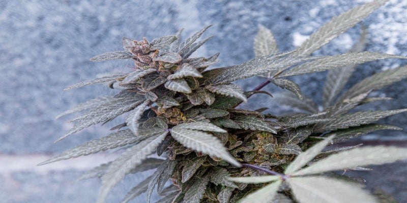 Cannabis THC Limit