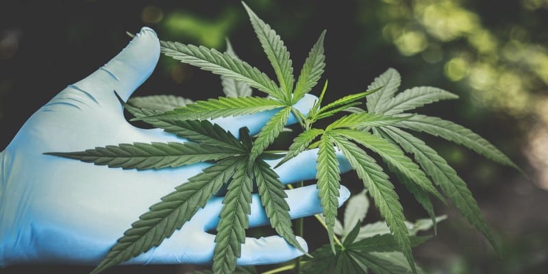 Delta-8-THC Cannabis Konsum